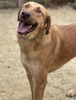 Aldo - aktiver Begleiter sucht Familie - Berlin