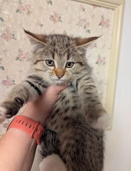 süße Maine coon Perser EKH katzen - Kyritz