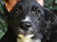 Carrie- Hundekind sucht Herzensmenschen - Kirchlengern