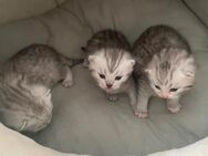 Kurzhaar britische Katzenbabys - Gemünden (Main)