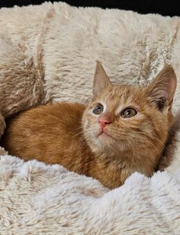 Kätzchen, Kitten, Babykatzen - Iphofen