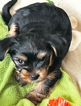 Yorkshire Terrier - Rotenburg (Fulda)