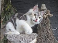Maine Coon Kitten in diversen Farben - reinrassig - Hof