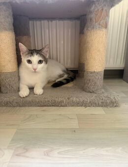 BHK Mischlings kitten - Luisenthal