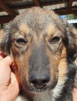 MILO-echter Herzensbrecher, 49 cm(w) - Rösrath