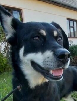 FREYA 3 sucht Körbchen - Gefrees