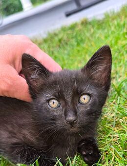 Baby Katze - Großkrotzenburg