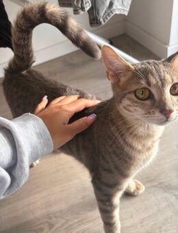 Liebevolle Katze💕 - Gröbenzell