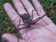 Geißelspinnen der Art Euphrynichus bacilifer - Poing