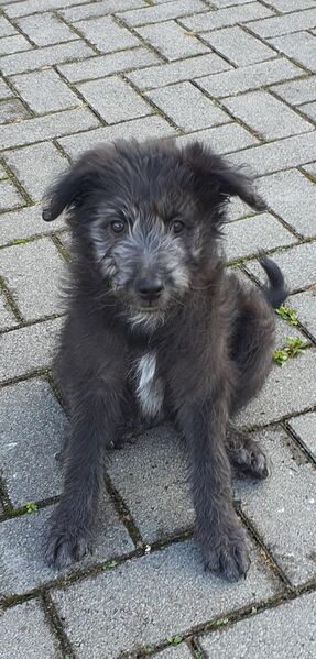 Einzigartige Welpen, Goldendoodel / Westerwälder Kuhhund x griechischer Hütehund /Bracke Mix