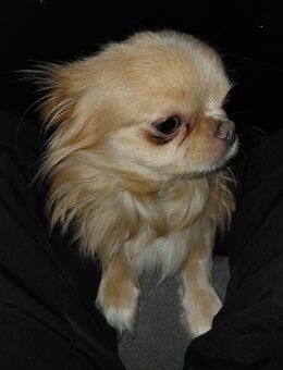 Liebevoller Chihuahua Rüde - Ortenburg