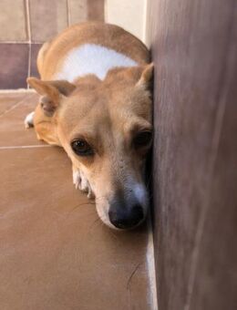 Beka liebe schüchterne kleine Hündin Ho - Ludwigshafen (Rhein)