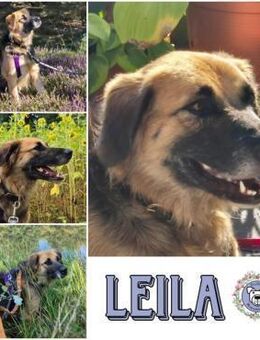 LEILA * gutmütige liebevolle Hündin - Duisburg