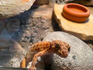 2 Leopardgeckos + Terrarium & Zubehör - Gütersloh Friedrichsdorf