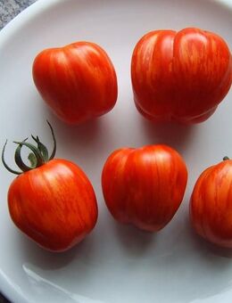 Tomaten Saatgut Red Cavern - Sulzbach-Rosenberg