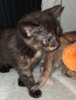 Katzenbaby's ab dem 29.10.25 abzugeben - Plankstadt
