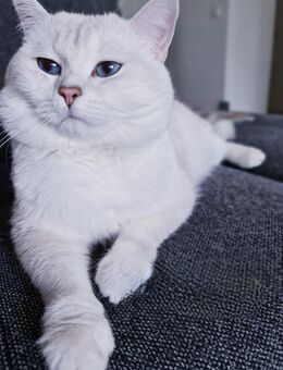 BKH Deckkater mit Stammbaum - Detmold