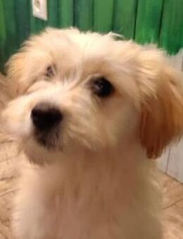 Kleiner HANS sucht Zuhause - Gefrees