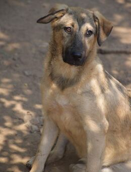 ♡Veia♡ - die schüchterne Maus - Alfeld (Leine)