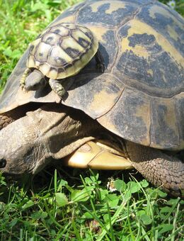 Griechische Landschildkröten THB (Ostrasse) - Barsinghausen