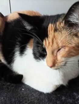 Marie und Zella verlieren ihr Zuhause - Lenzen (Elbe) Zentrum