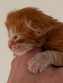 Maine Coon kitten mit Stammbaum - Friedberg