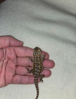 Junge Bartagame - Brandenburg (Havel)