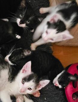 Kitten suchen ihren Dosenöffner - Hettstedt