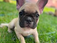 Französische Bulldoggen Welpen - Dresden