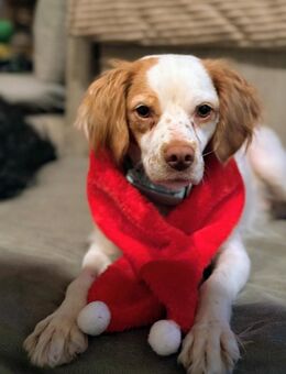 Vermittlungshilfe für Shakky - Oberhausen