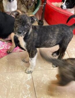 Fluffy Spike - Alfdorf