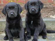 Wunderschöne Labrador Mix Welpen / Springador - Schwalmstadt Zentrum