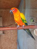 Sonnensittiche in 29565