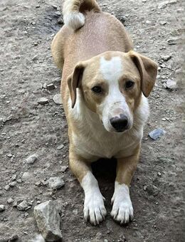 IBRA Streetdog mit großem Herz 💛 - Wettenberg