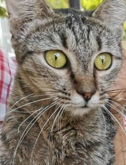 Minka sucht Zuhause - Stelle