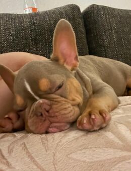 Französische Bulldogge zu verkaufen - Frankfurt (Main) Eckenheim