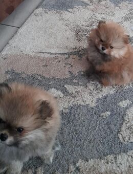 Pomeranian zwergspitz 2 männlichen Welpen - Ochtrup