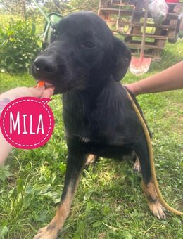 Mila eine unglaublich tolle Hündin - Mannheim