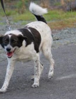 Mirona - sehr kinderlieb u. verspielt - Lohra