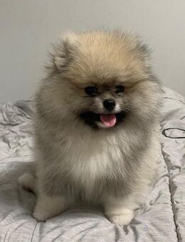 Pomeranian Welpen - Familienbegleiter - Lauf (Pegnitz) Zentrum