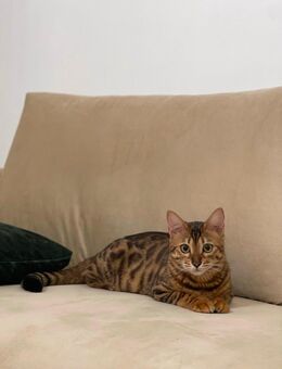 Bengal sucht ein neues Zuhause - Netphen Dreis-Tiefenbach
