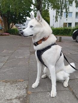 Snow 4 Jahre alt sucht liebevolle Familie - Hamburg