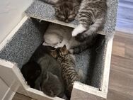 Sechs Zauberhafte BKH Katzen suchen ab Mitte Juni ein neues Zuhause! - Braunsbedra