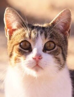 Süße, fröhliche Katze Ashley - Karlsruhe