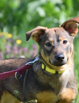 Tammy (Tögmag) sucht ihr Zuhause - Remagen