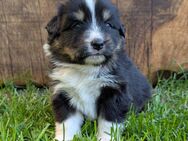 (Miniature) Australian Shepherd Welpen - Bohmte