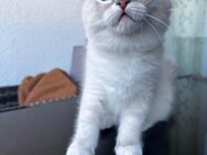 Ragdoll babykatzen - Königstein (Taunus) Zentrum
