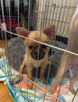 zwei welpe pomerian pincher mix - Bad Homburg (Höhe)