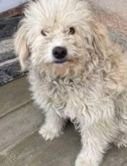Wer schenkt Sookie endlich ein Heim? - München