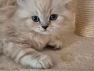 BLH Kitten mit blauen Augen - Magdeburg